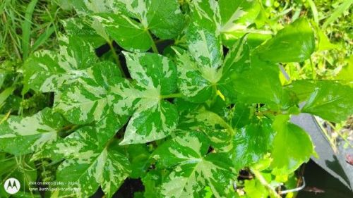 Dwarf Japanese Morning Glory variegated leaves