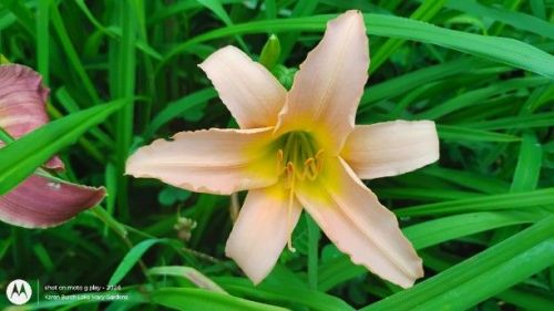miniature melon daylily