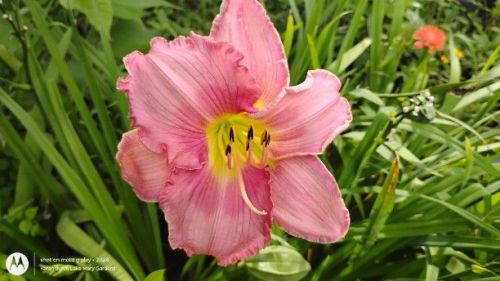 peach daylily seedling