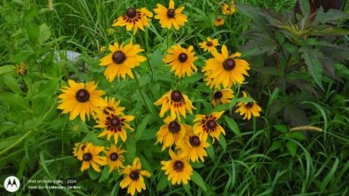 Black Eyed Susan Red and Yellow