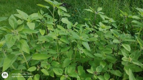 Miniature sunflowers about to bloom