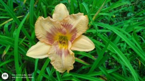 daylily purple and yellow