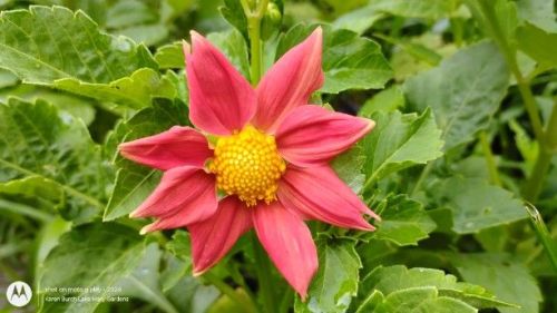 dahlia seedling 