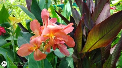 Peach canna lily