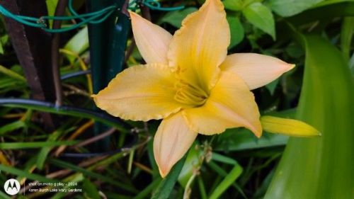 light yellow miniature daylily