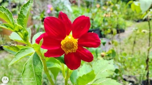 dahlia seedling