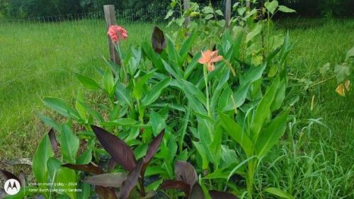 Canna Lily Seedling patch