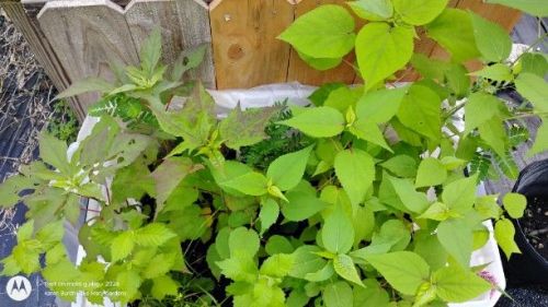 More Hardy Hibiscus Seedlings