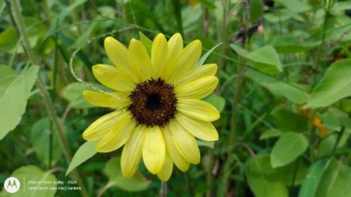 Light yellow sunflower