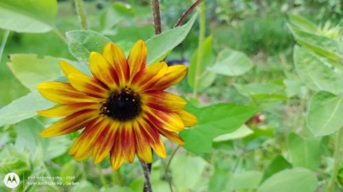 Autumn sunflower