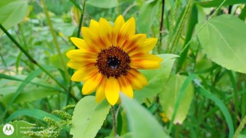 Autumn sunflower