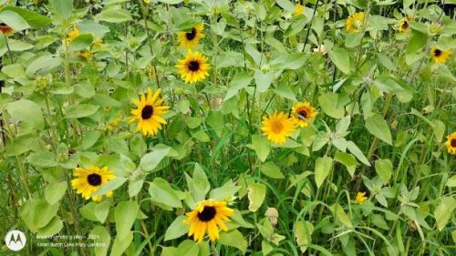 Light yellow and Autumn sunflower
