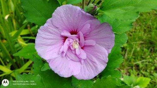 Rose of Sharon Seedling out of a  pink Double