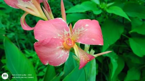 Canna Lily Peach 