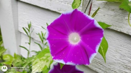 Pink picotee Japanese Morning Glory