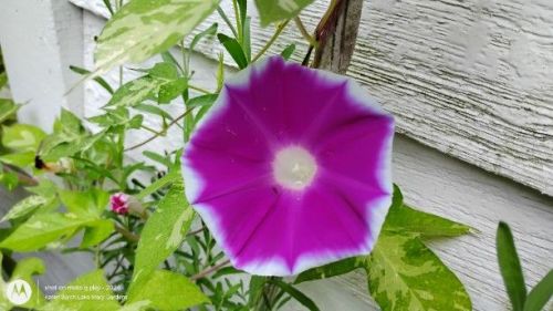 Japanese Morning Glory pink picotee