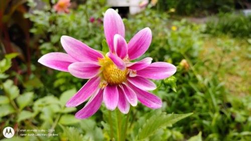 Dahlia Seedling