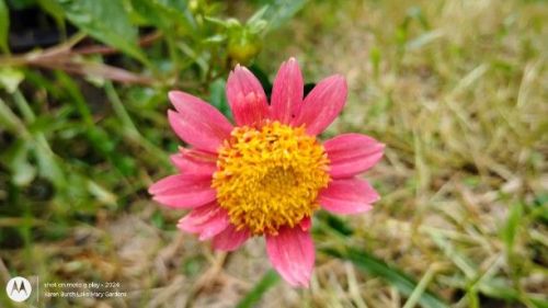 Dahlia Seedling