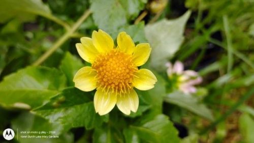 Tiny dahlia seedling