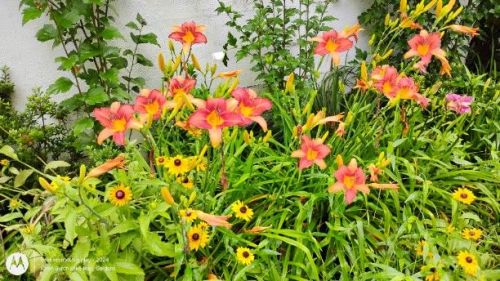 Daylilies and Blackeyed Susans