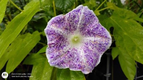 Speckled Japanese Morning Glory 