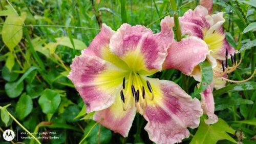 Daylily Seedling 
