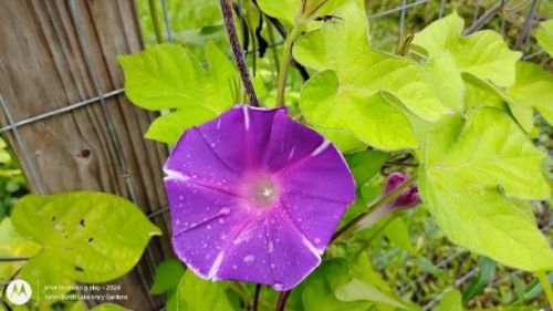 Japanese morning glory possible mutant parent