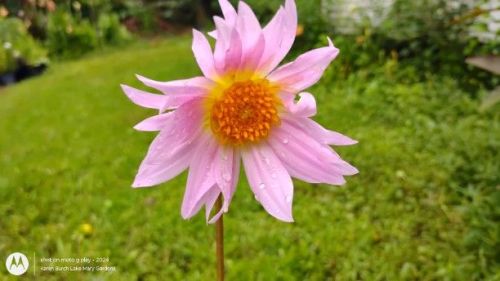 Light pink single dahlia seedling