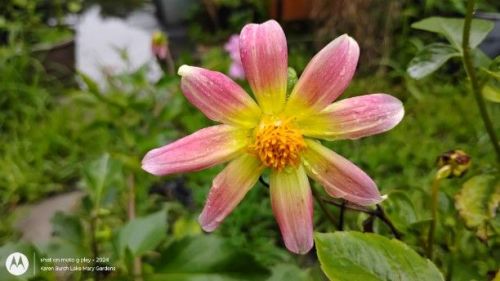 Single petal Dahlia