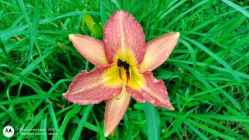 Dahlia seedling