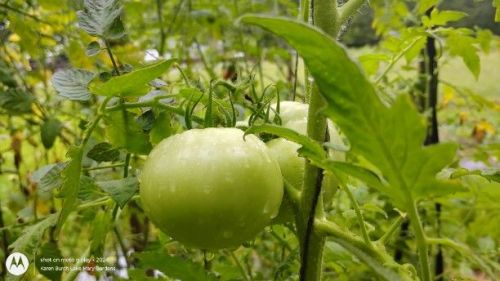 Green tomato