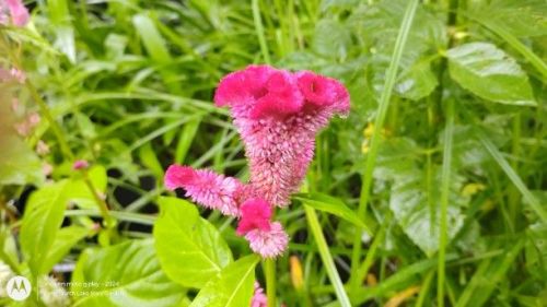 Pink Celosia