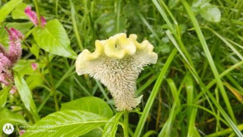 Almost White Celosia