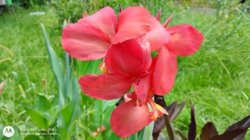 Peach Canna Lily seedling