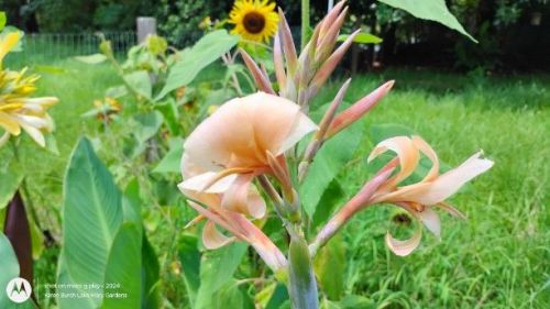 Light Peach Canna Lily seedling