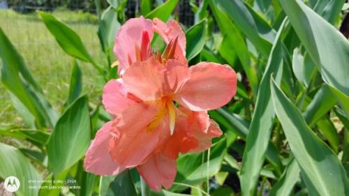 Light Peach Canna Lily seedling