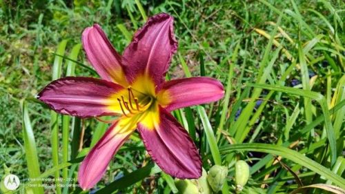 Purple Daylily Seedling