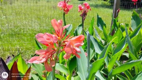 Light Peach Canna Lily seedling