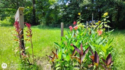 birdhouse flower garden