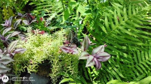 Planter Tradescantia Zebrina 