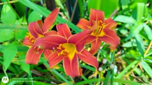 Mini orange daylily seedlings