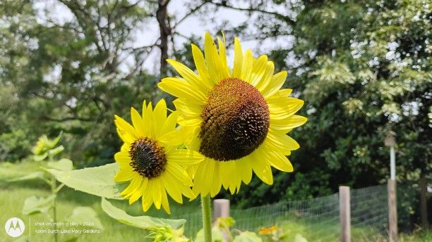 Lemon Yellow Sunflower
