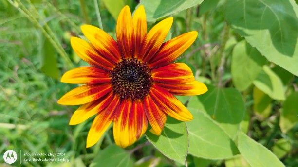 Red and yellow mini sunflower