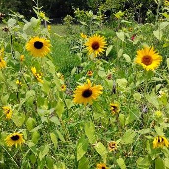 Mini Sunflowers