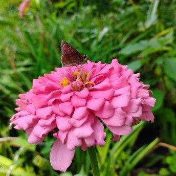 Pink Zinnia with visitor