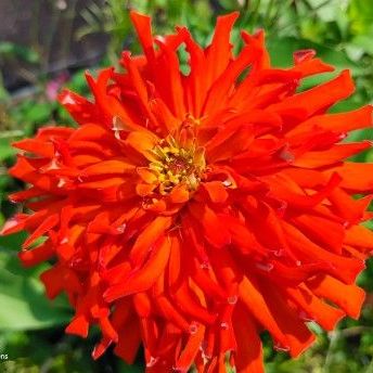 orange cactus zinnia