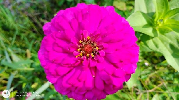 Magenta Zinnia close up