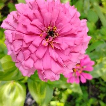Pink Zinnia