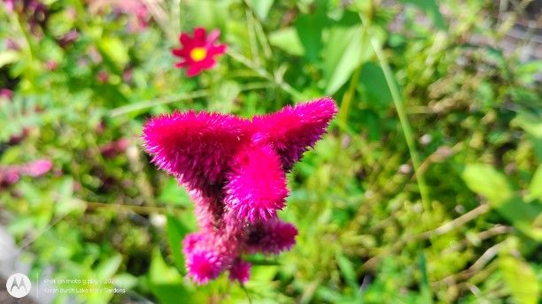 Celosia