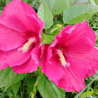 Hardy Hibiscus Pink